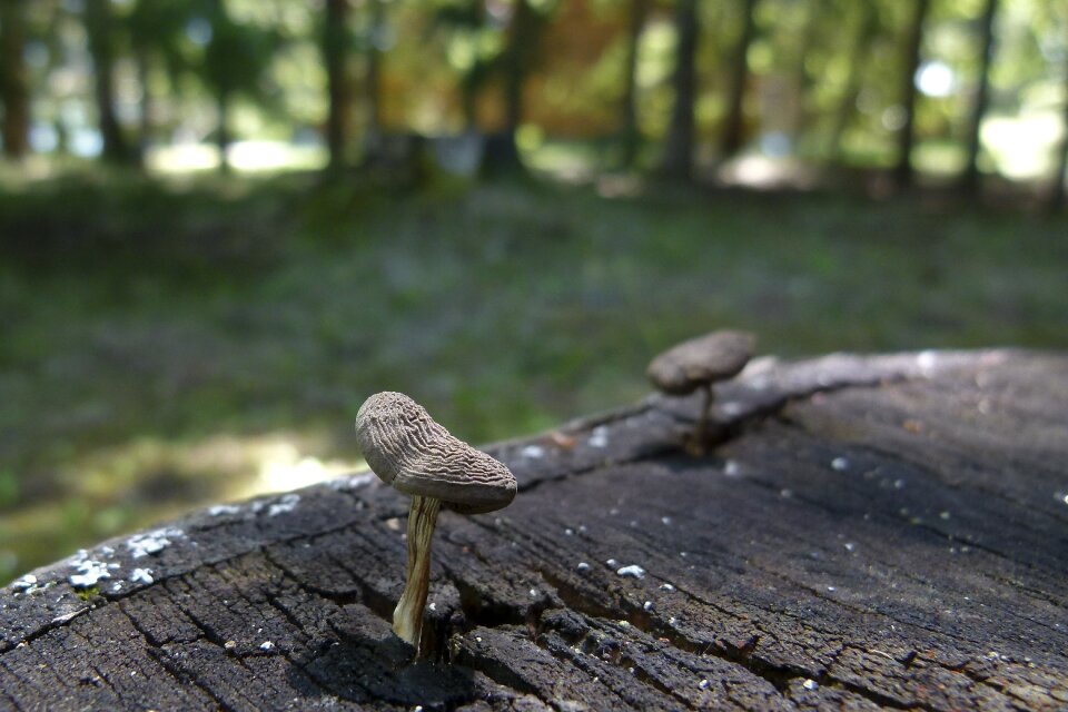 Fungus nature plant