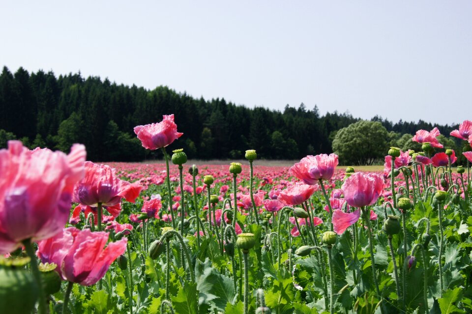 Poppy field of poppies klatschmohn