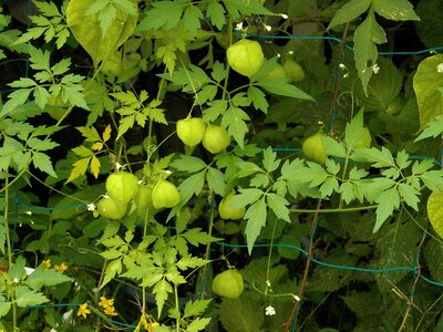 Balloons green fruit the vine photo