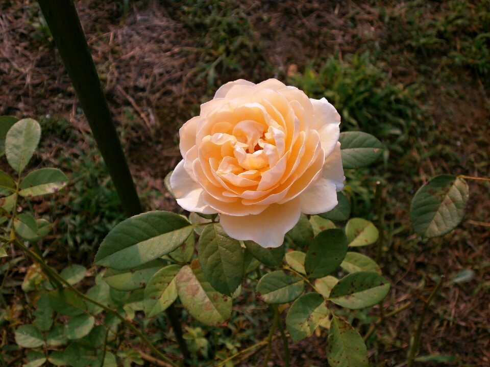 Rose cream color rose garden