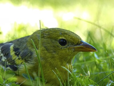 Bird sitting grass
