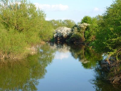 Reflection river trees