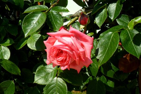 Rose bulgaria red rose photo