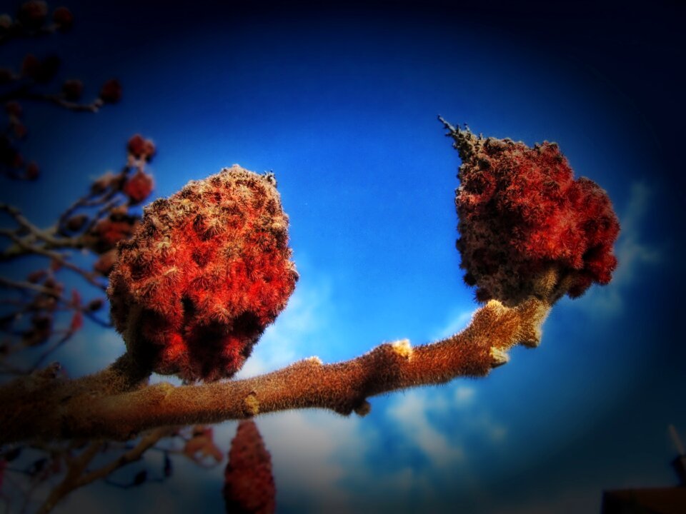 Flowering blossom sky