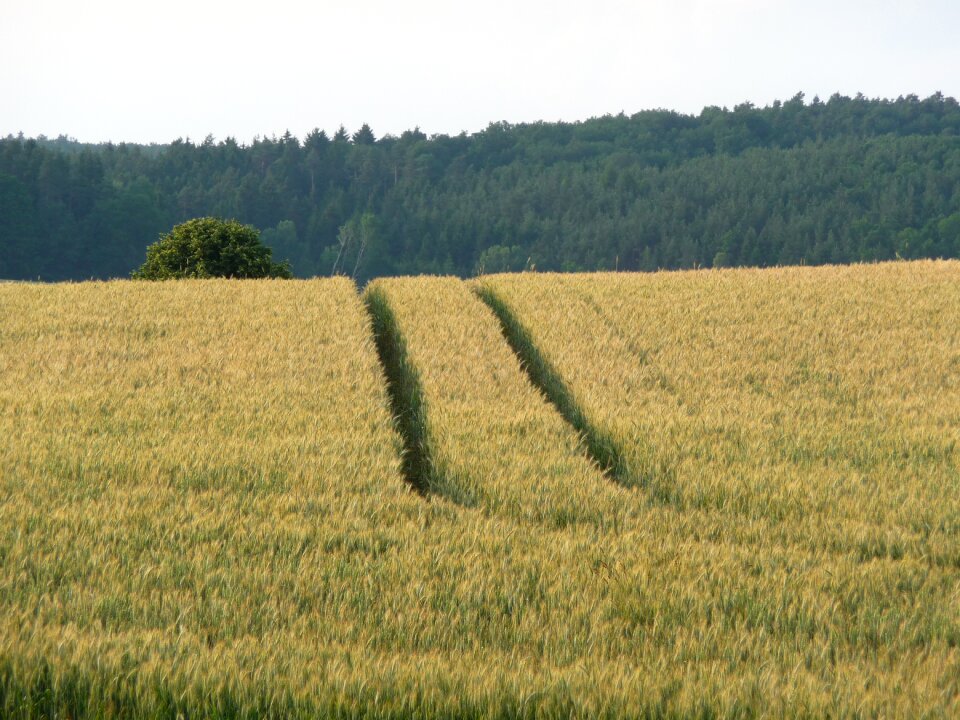 Landscape summer grain harvest
