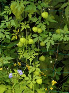 Balloons green fruit the vine