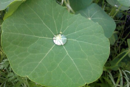 Dew drops green water