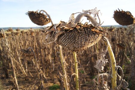 Summer ripe dried