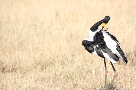 Stork birds wings