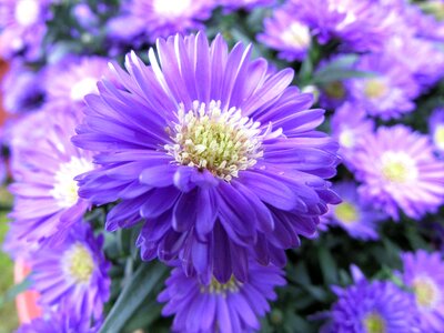 Summer flower flowers purple photo