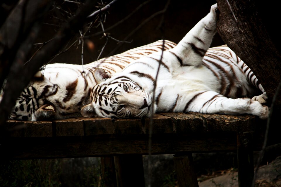 Predator animal wildlife