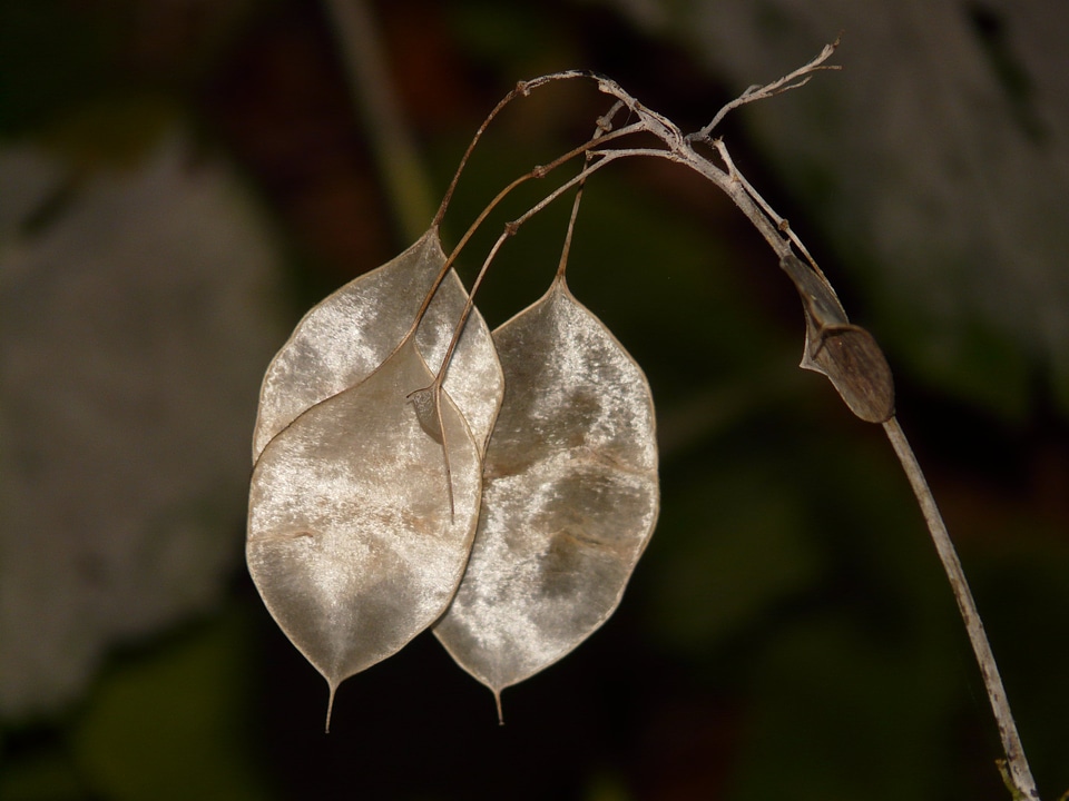 Lunaria kreuzbluetengewaech brassicaceae