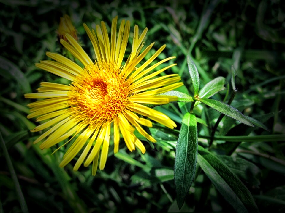 Outside macro close-up