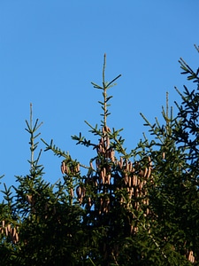 Conifer common spruce picea abies