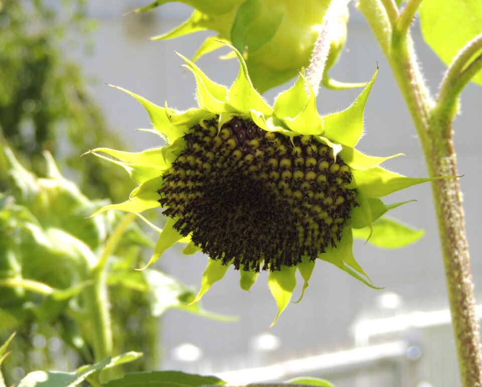 Summer green plant