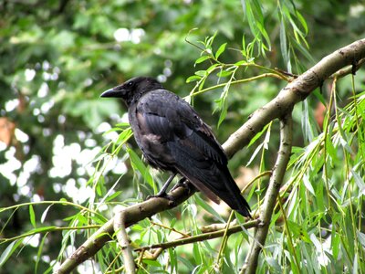 Bird raven bird black