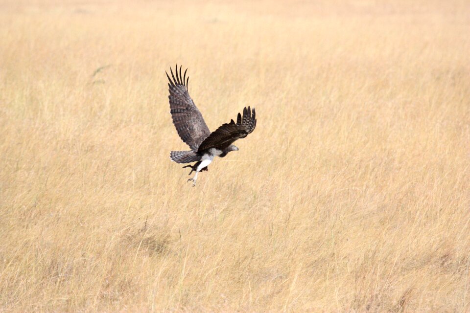 Flying take off africa