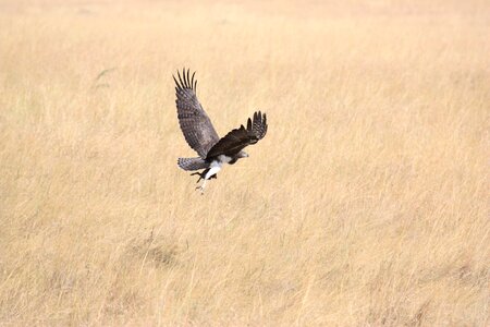 Flying take off africa