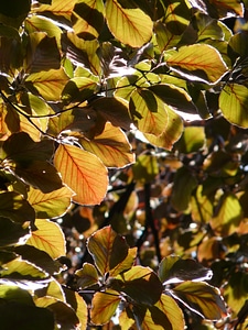 Fagus sylvatica purpurea f fagus sylvatica l atropunicea beech