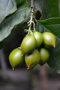 Fruit unripe fruit close-up