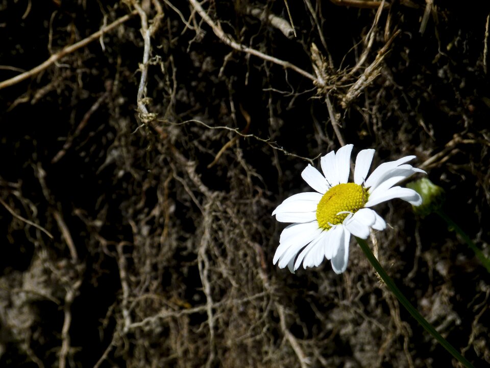 Meadow close-up nature