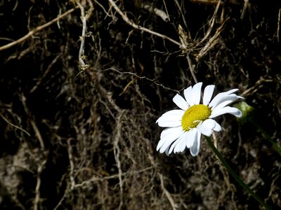 Meadow close-up nature photo