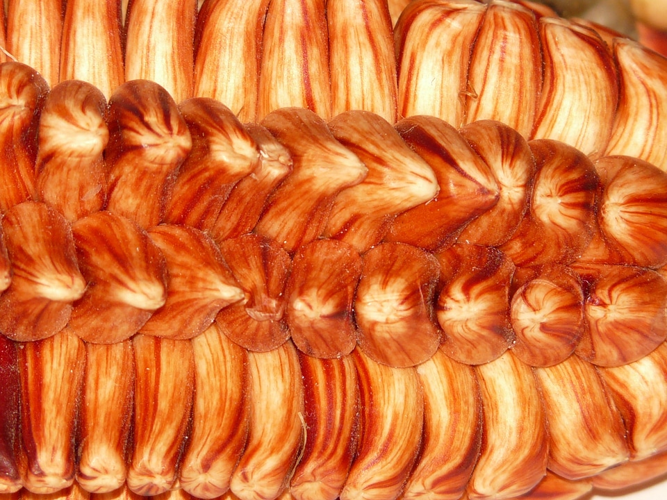 Food huacanquillas maize variety