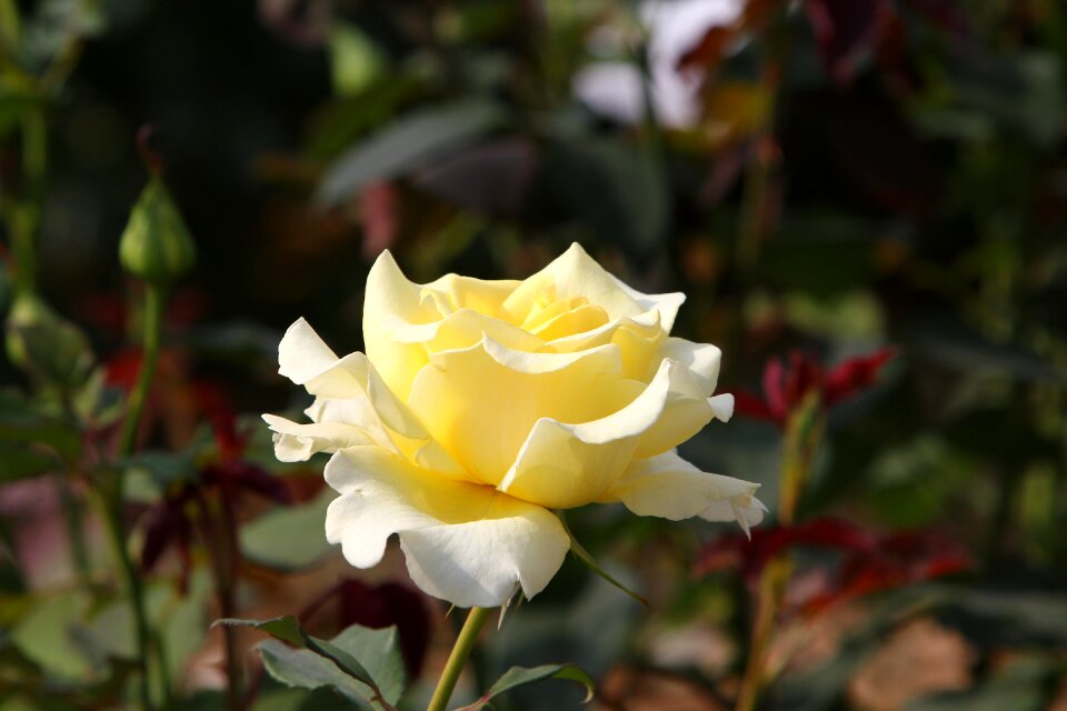 Yellowish flower blossom