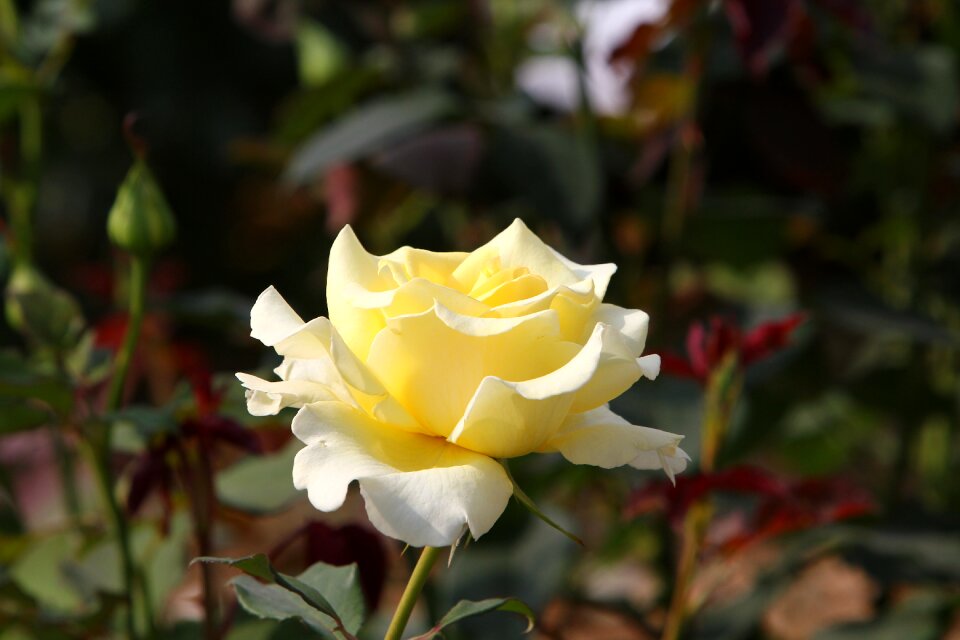 Yellowish flower blossom photo