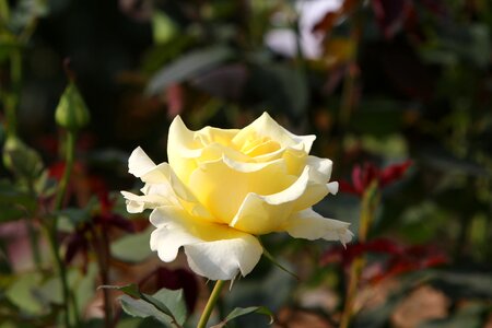 Yellowish flower blossom photo