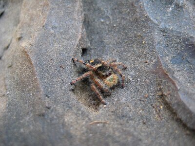 Web spider creepy arachnophobia photo