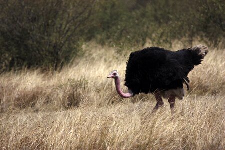 South africa wild nature