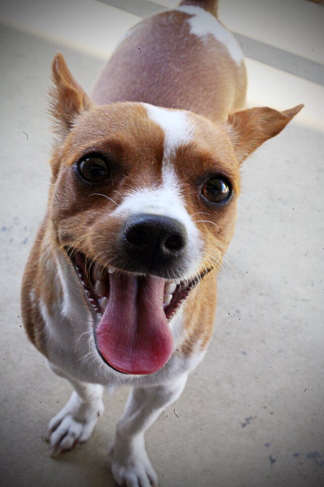Puppy cute face
