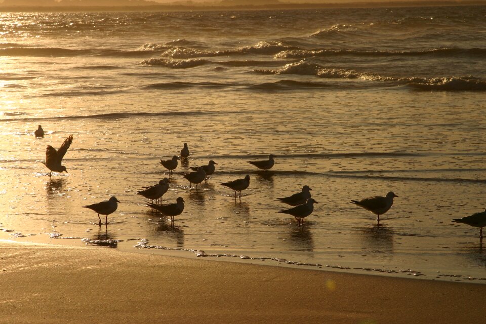 Sea surf ocean