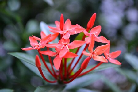 Red flower sri lanka green leaves photo