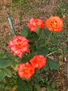 Rose orange blossom rose garden