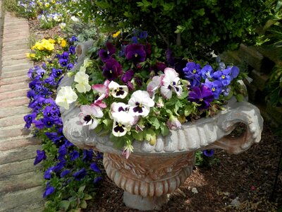 Flowers plants garden