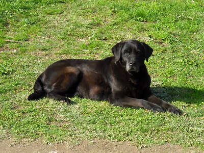 Black pet animals