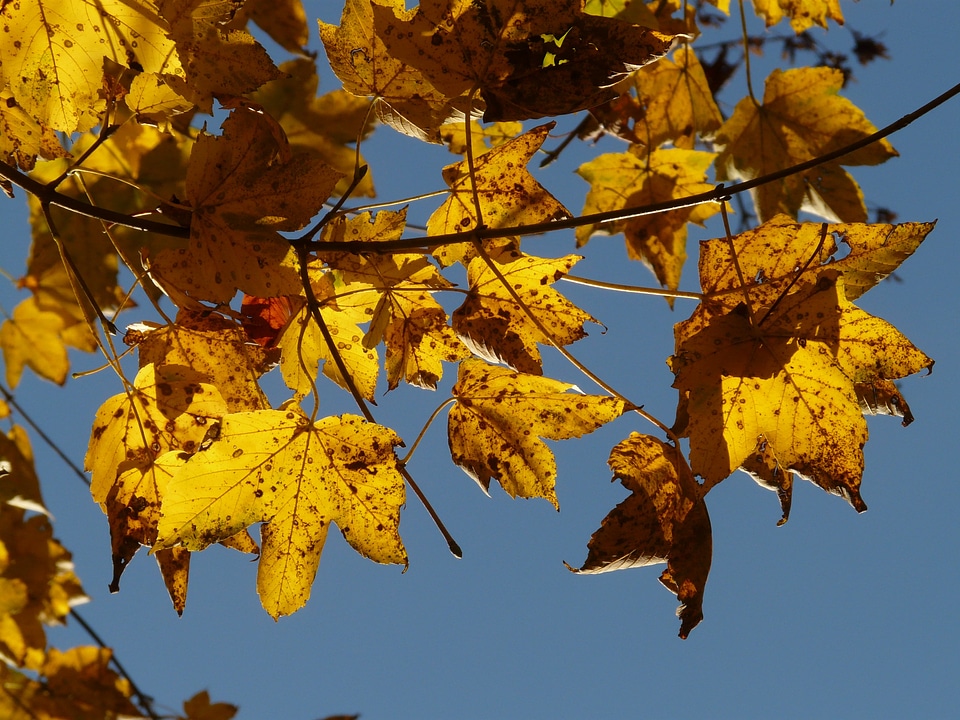 Acer deciduous tree golden autumn
