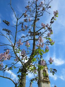 Sky clouds blooms