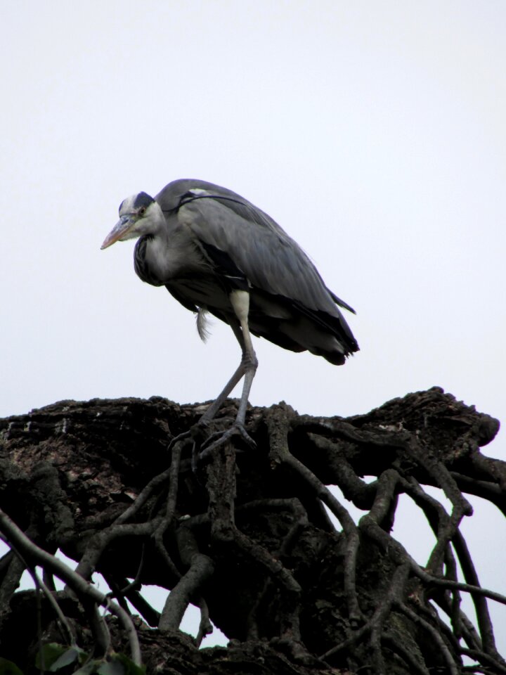 Bird animals nature