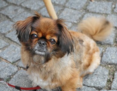 Pet cute nice