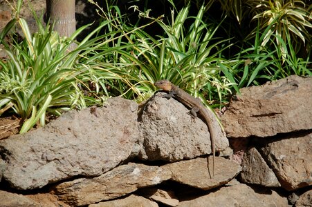 Animal reptile lizard