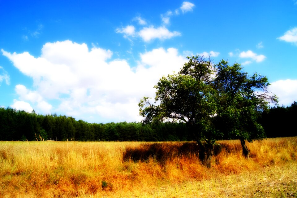 Field sky landscape