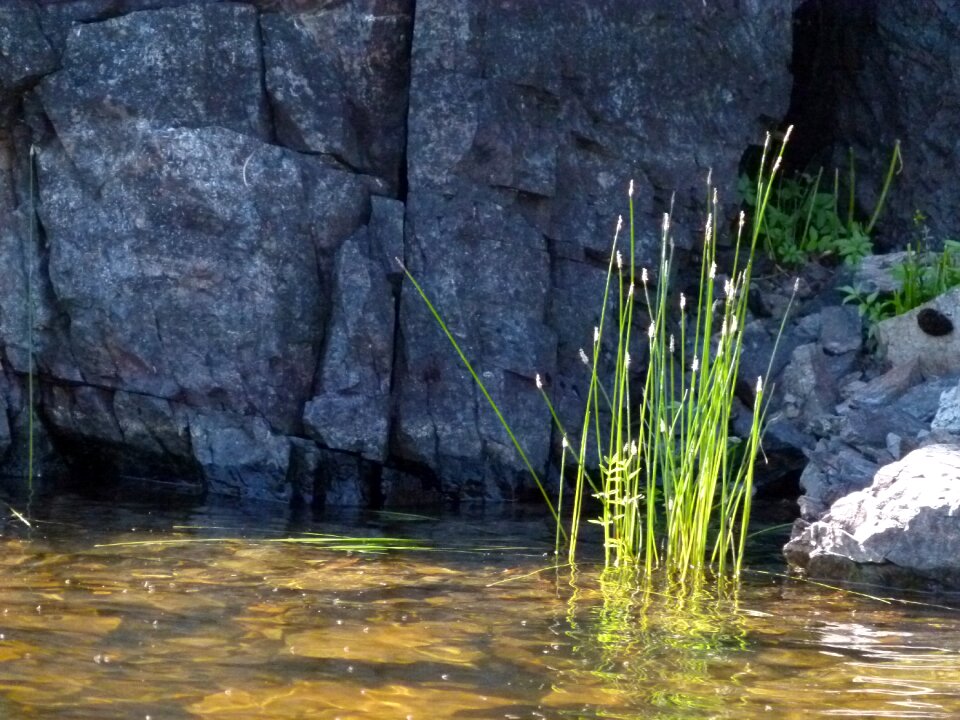 Plants grass rocks