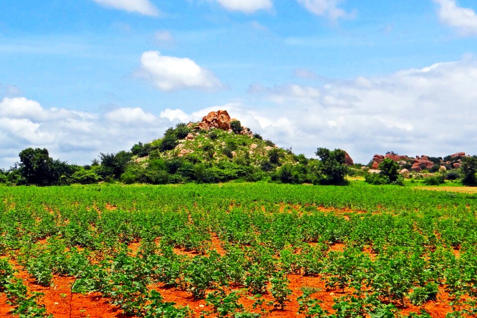 Bellary hills farm