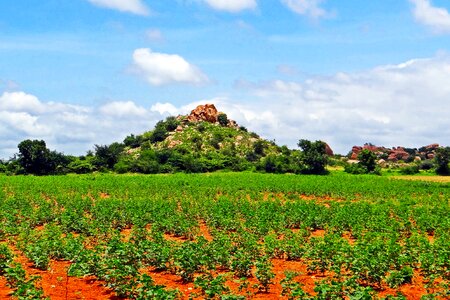 Bellary hills farm