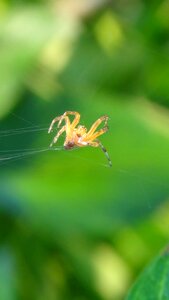 Macro arachnids insect