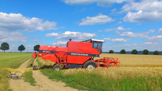 Spike cereals grain photo