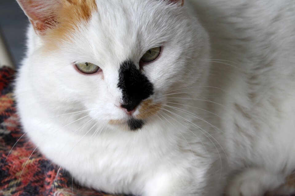 Nose black cat face